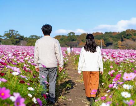 秋のコスモス畑を散歩する男女 秋のコスモス畑を散歩する男女の写真
