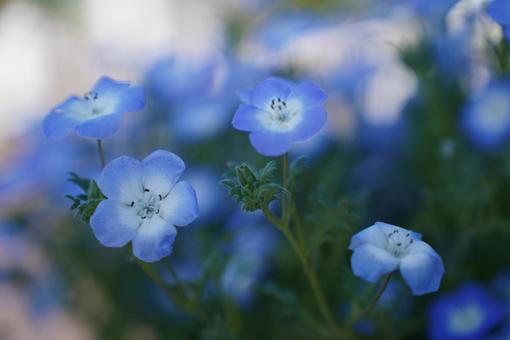 Nemophila, JPG Nemophila, JPG