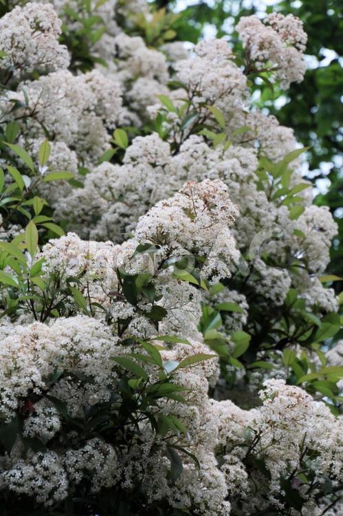 カナメモチ カナメモチ,花,植物の写真素材