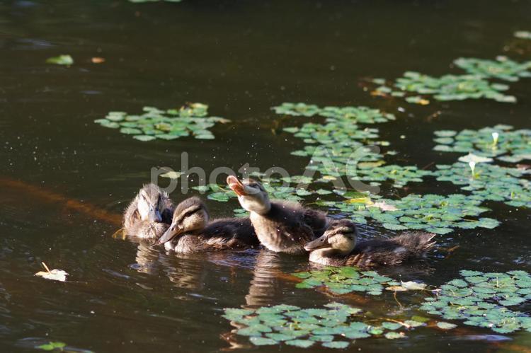 可愛いマガモの親子 マガモ,池,スピードの写真素材