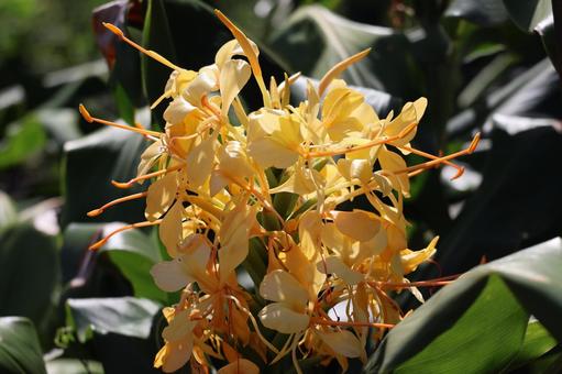 オレンジのヘディキウムの花のアップの写真