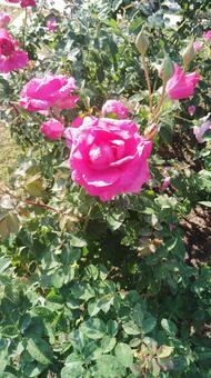 ピンク色のバラ バラ,薔薇,ローズの写真素材