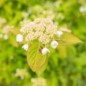 花写真　ヤマアジサイ 花,草,植物の写真素材