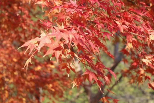 林立する紅葉の樹木のボカシ撮り 林立する紅葉の樹木のボカシ撮りの写真