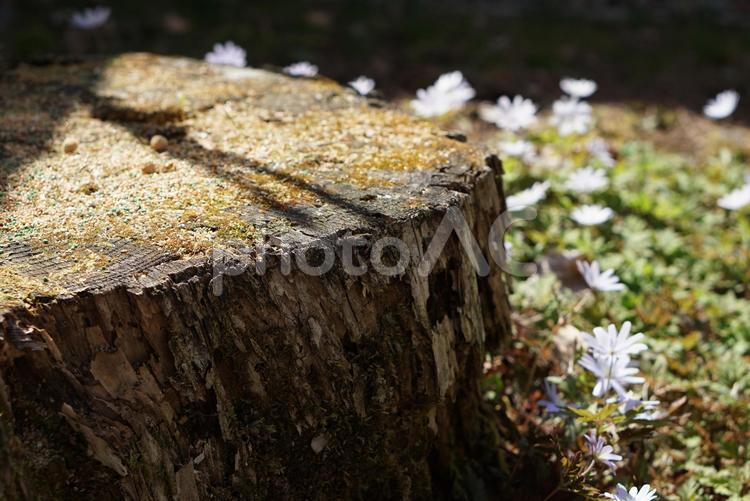 キクザキイチゲ　春を告げる花の庭 キクザキイチゲ,背景,切株の写真素材