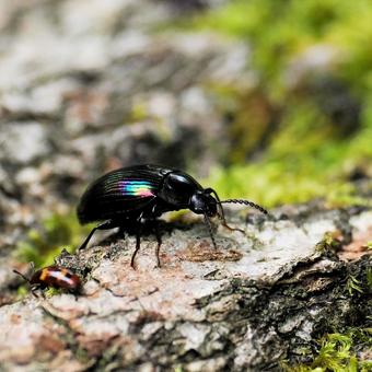 Photo, long rainbow floor beetle, bedbug, insect, 