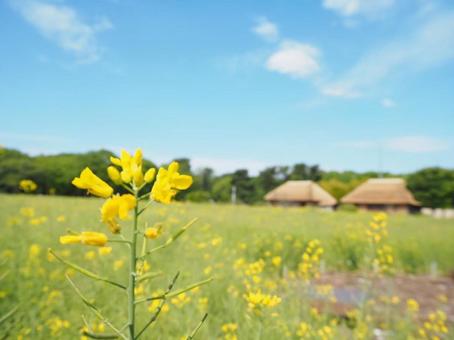 田舎の風景 ー春ー 田舎の風景 ー春ーの写真
