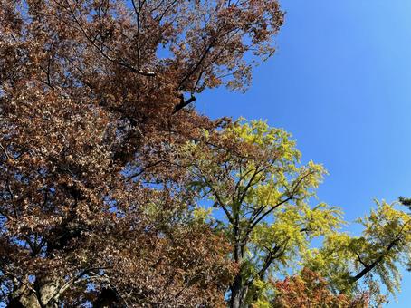 A clear autumn sky and colorful autumn leaves, JPG