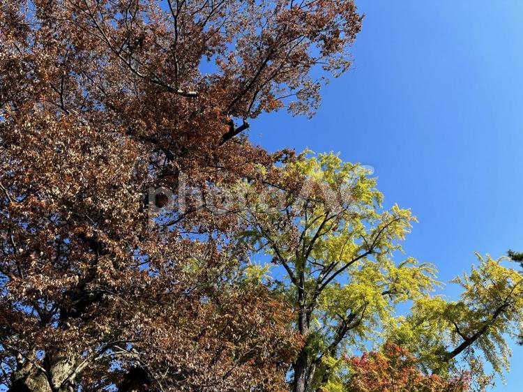 秋晴れの空と色鮮やかな紅葉の風景 秋,紅葉,黄葉の写真素材