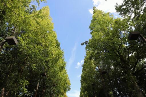 並木道 並木道 並木道,空,晴れの写真素材