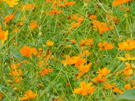 【花の写真】コスモス（秋桜） コスモス,秋桜,自然の写真素材