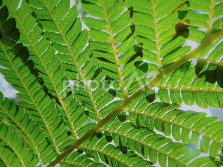 葉っぱ　沖縄のシダ植物 シダ,シダの葉,シダの葉っぱの写真素材