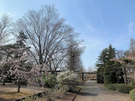 桜の木 桜の木の写真