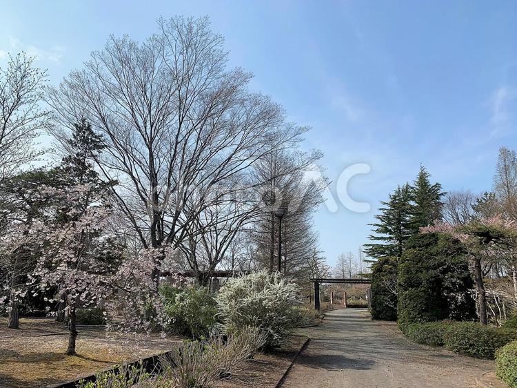 桜の木 晴れ,自然,緑の写真素材