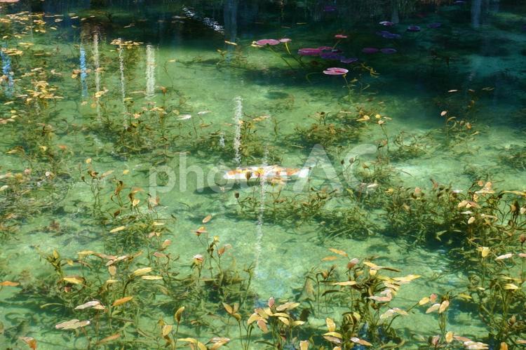 モネの池の鯉 景色,見下ろす,自然の写真素材