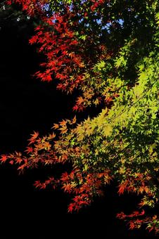 紅葉 錦 縦画面-3 紅葉 錦 縦画面-3 モミジ,秋,錦の写真素材