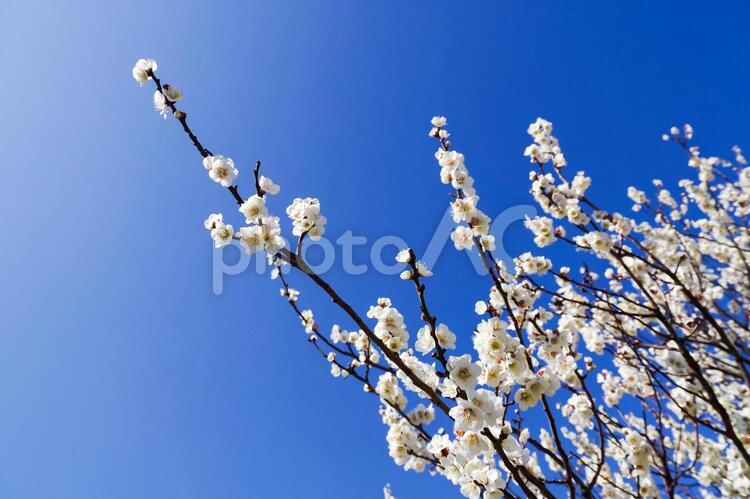 青空を背景にした白梅の花 白梅,花,梅の写真素材