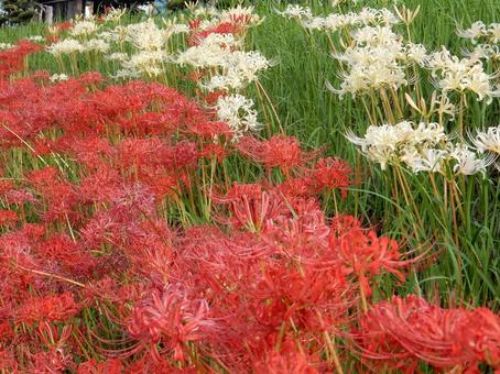 【彼岸花の写真】彼岸花が咲く風景 彼岸花,ヒガンバナ,曼殊沙華の写真素材