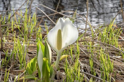 Skunk cabbage 1, JPG Skunk cabbage 1, JPG