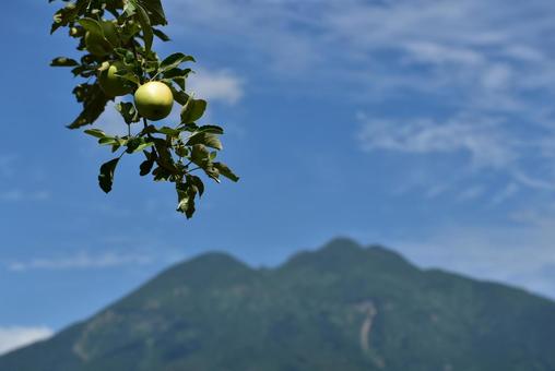 青いリンゴと岩木山 夏の青森 青いリンゴと岩木山 夏の青森 岩木山,津軽富士,鳥海山の写真素材