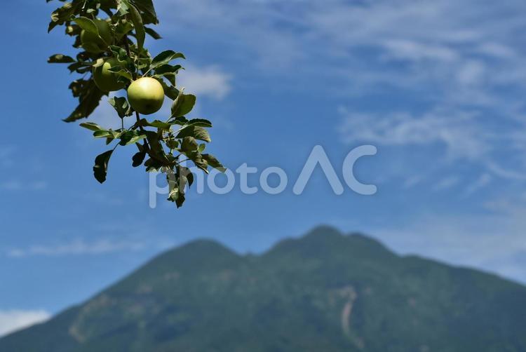 青いリンゴと岩木山　夏の青森 岩木山,津軽富士,鳥海山の写真素材