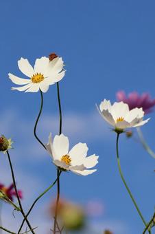 コスモス４４ コスモス,秋,かわいいの写真素材