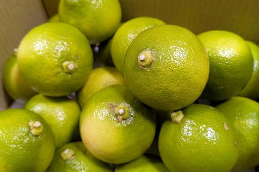 箱いっぱいのベルガモットの実_01 ベルガモット,柑橘,柑橘類の写真素材