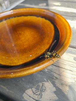 Photo, bee, insect, water, 