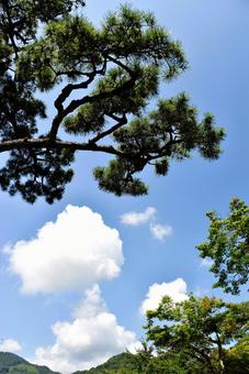 木々と空と雲 木々と空と雲の写真