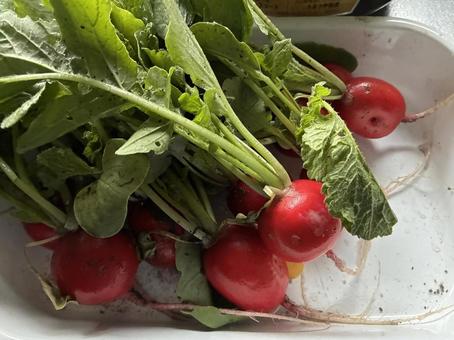 ラディッシュの収穫 ラディッシュの収穫 家庭菜園,赤かぶ,野菜の写真素材