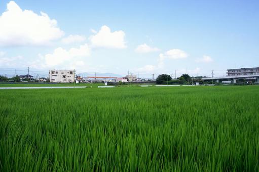 広がる夏の田園風景 広がる夏の田園風景の写真
