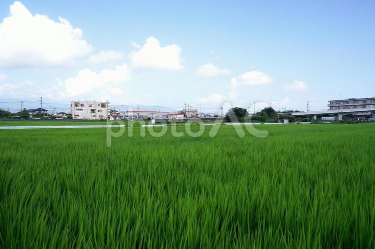 広がる夏の田園風景 田んぼ,水田,田園風景の写真素材