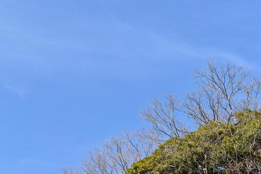 青空と木と枝 空,木,枝の写真素材