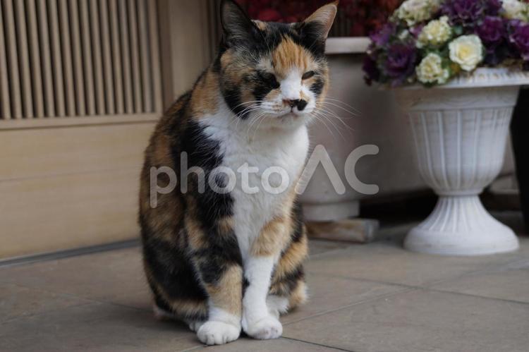 ご主人を待つ三毛猫 ねこ,ネコ,キャットの写真素材