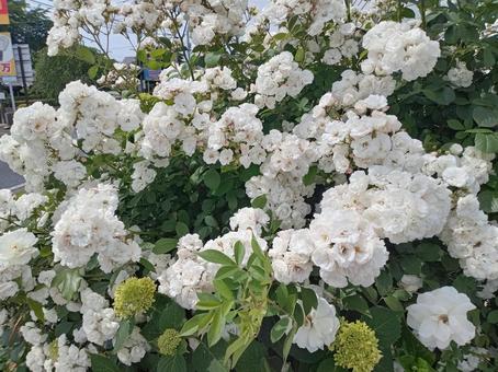 かわいい白いモッコウバラ かわいい白いモッコウバラ 薔薇,白,白い花の写真素材