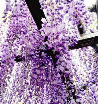 藤の花満開 藤の花満開の写真