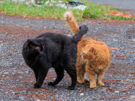いつも仲良しな黒と茶の野良猫です。 いつも仲良しな黒と茶の野良猫です。 猫,野良猫,地域猫の写真素材