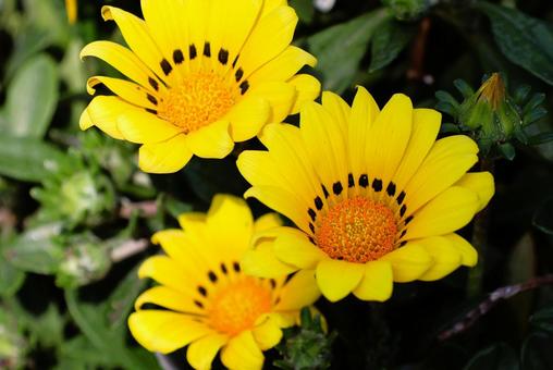 Gazania flowers in the sun in a flowerbed in mid-April, JPG Gazania flowers in the sun in a flowerbed in mid-April, JPG