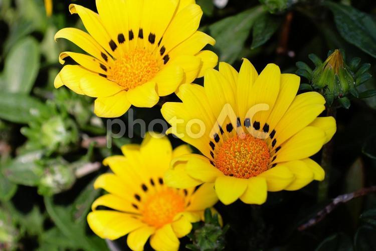 ４月中旬の花壇の陽の当たるガザニアの花 背景,ガザニア,花の写真素材