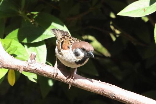 とまり木のスズメ 自然,野鳥,小鳥の写真素材