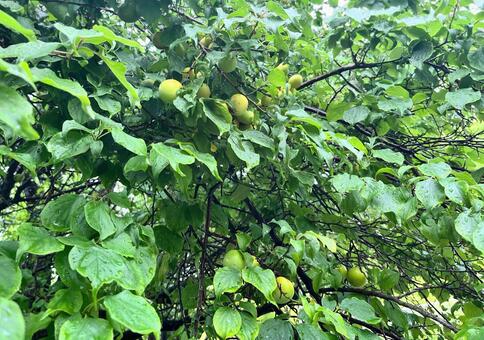 雨に濡れた梅の木 梅,梅の木,梅の実の写真素材