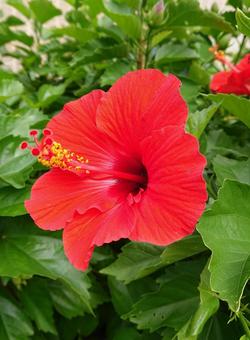 hibiscus hibiscus