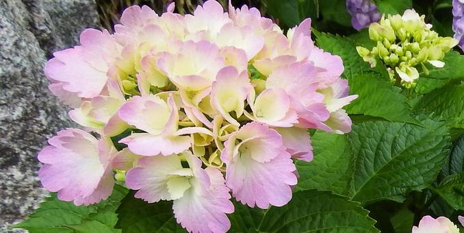 涼やかな紫陽花 涼やかな紫陽花の写真