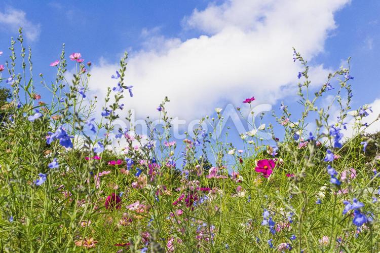 晴れた日のお花畑　2 花畑,空,花の写真素材