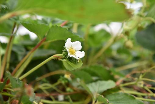 いちごの花 いちごの花 いちごの花,花,苺の写真素材