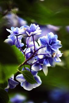 Hydrangea, JPG