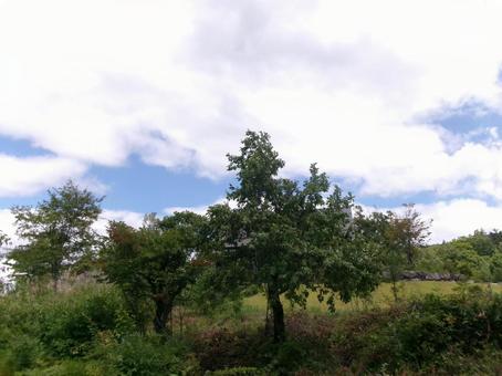 長野の木 長野の木 朝,草,風の写真素材