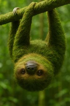 苔の生えたナマケモノ 苔の生えたナマケモノの写真