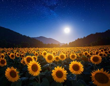 月夜に咲くひまわり畑 月夜に咲くひまわり畑の写真