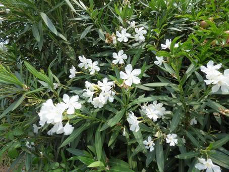 White Oleander 002, JPG